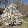 Magnolia stellata solitair